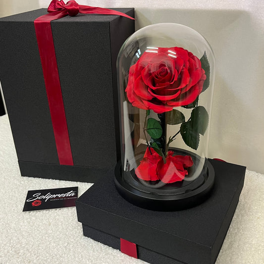 Rose Éternelle sous Cloche